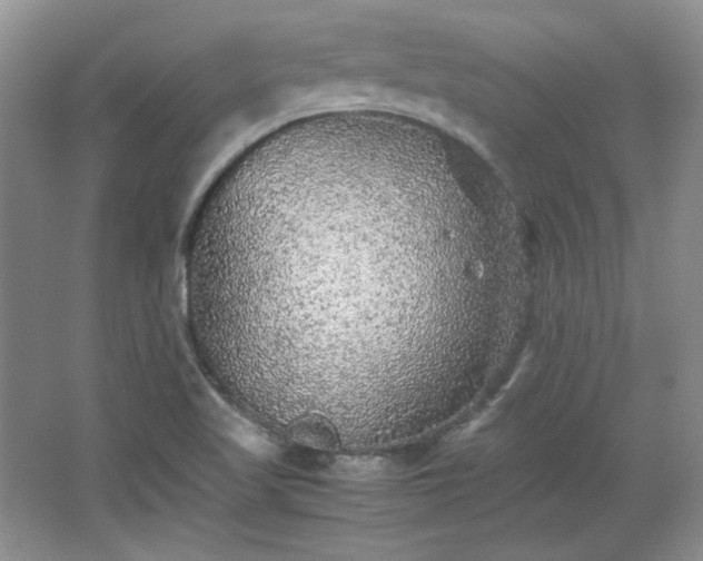 X0000066001509200603061310