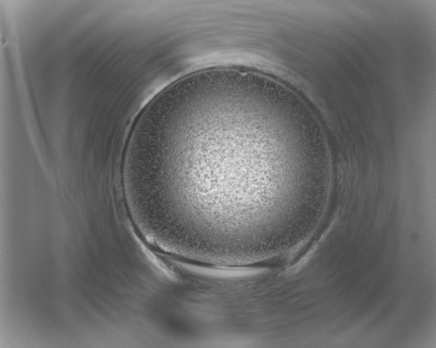 X0000066001521200603061310