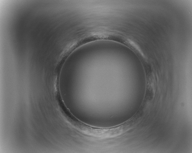 X0000066000023200603101542