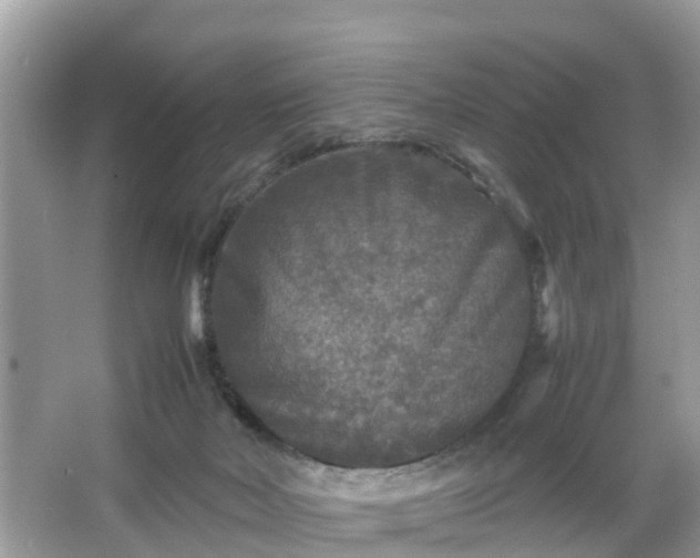 X0000066000026200603101542