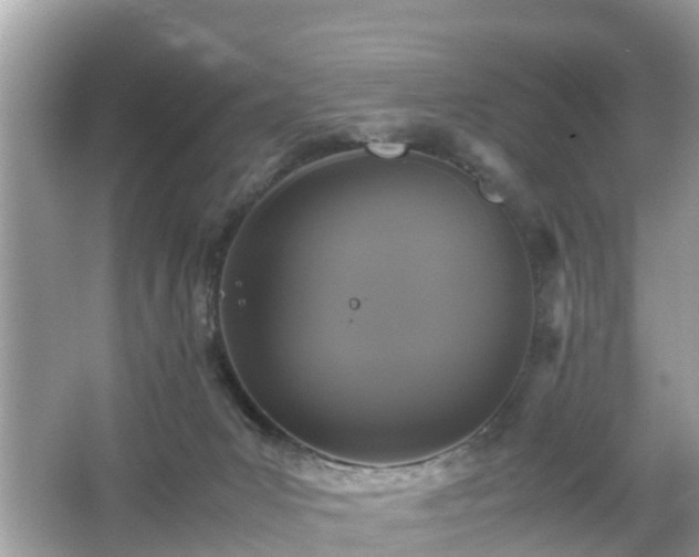 X0000066000031200603101542