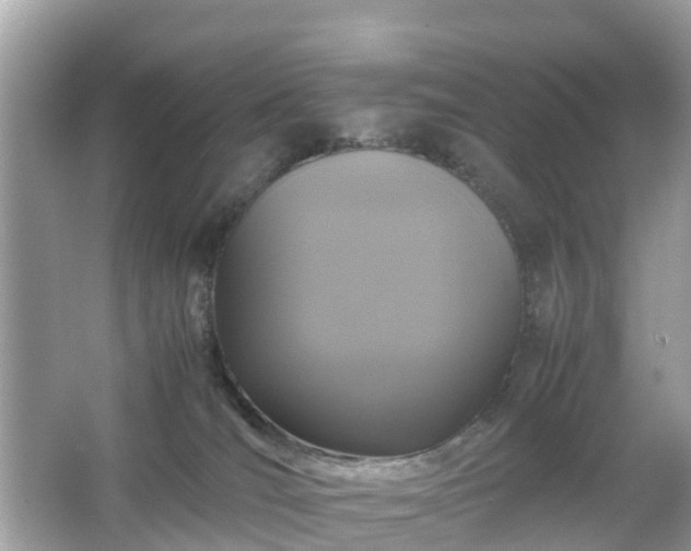 X0000066000036200603101542