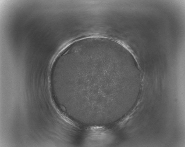 X0000066000055200603101541