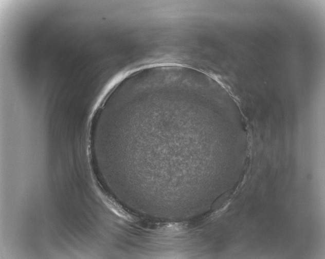 X0000066000056200603101541