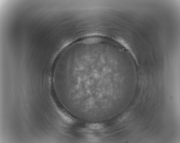 X0000066000063200603101541