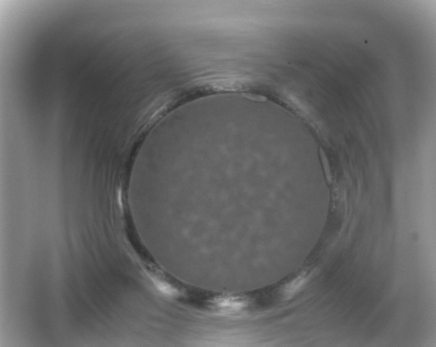 X0000066000117200603101541