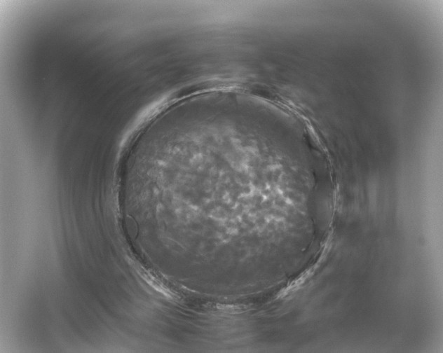 X0000066000149200603101539