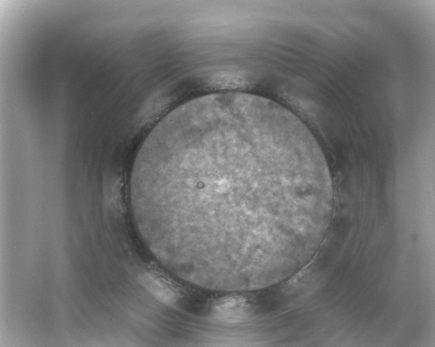 X0000066000162200603101540