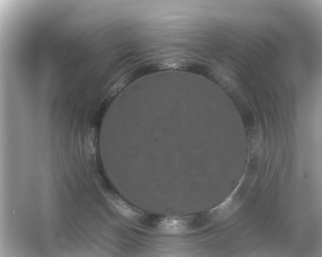 X0000066000174200603101540