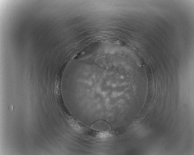 X0000066000177200603101540