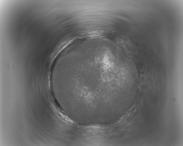 X0000066000194200603101539