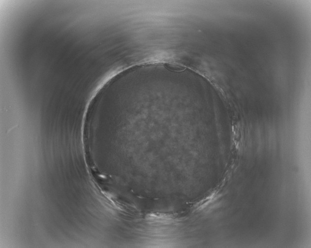 X0000066000196200603101539