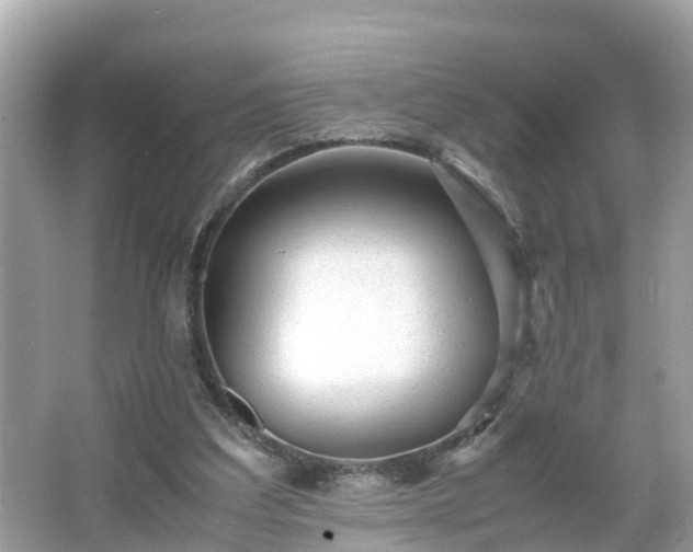 X0000066000203200603101539