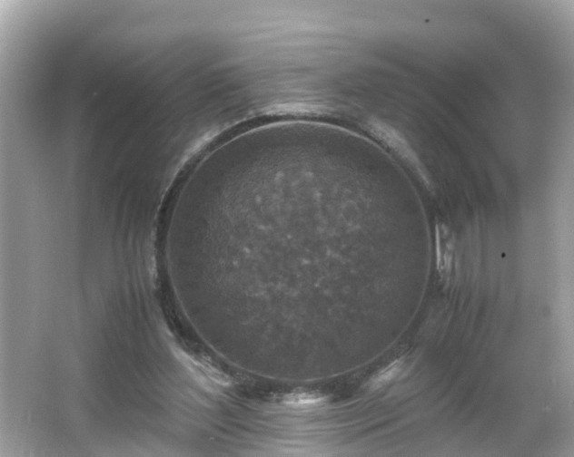 X0000066000204200603101539