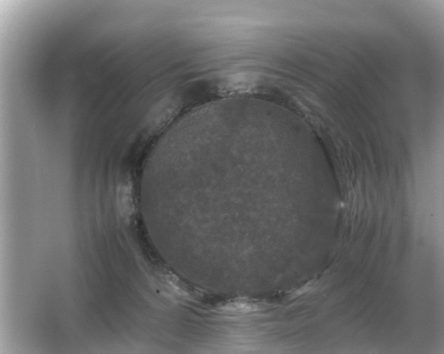 X0000066000224200603101539