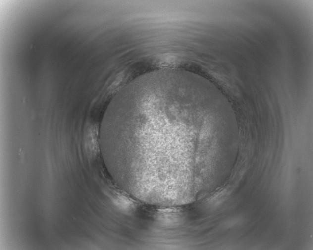 X0000066000240200603101539