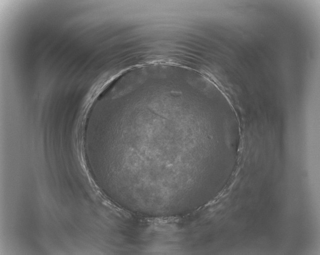 X0000066000241200603101538