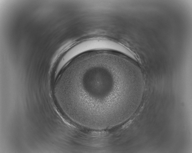 X0000066000245200603101538