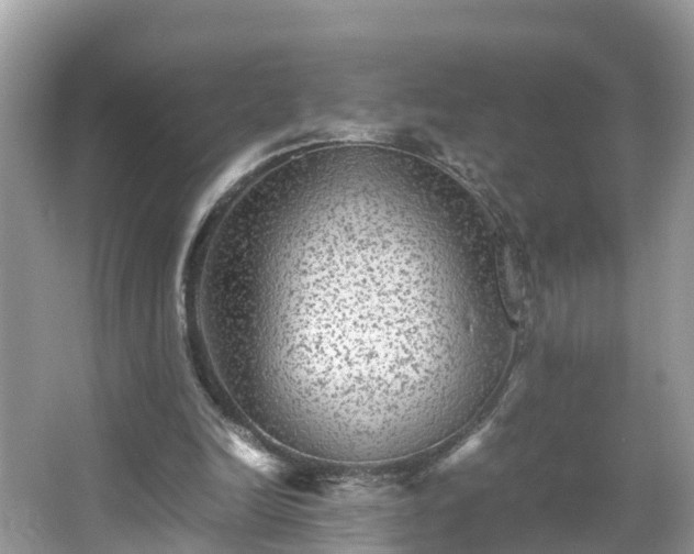 X0000066000246200603101538