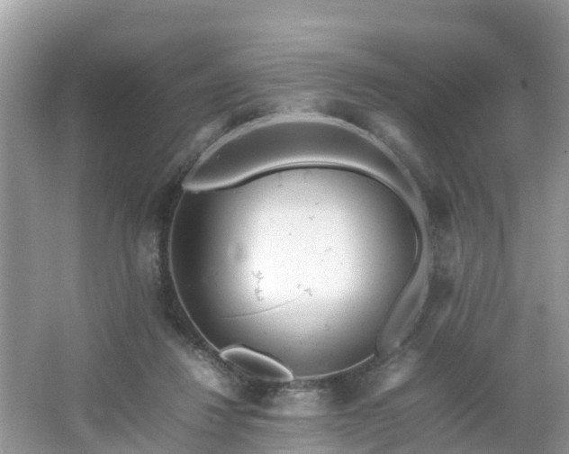 X0000066000260200603101538