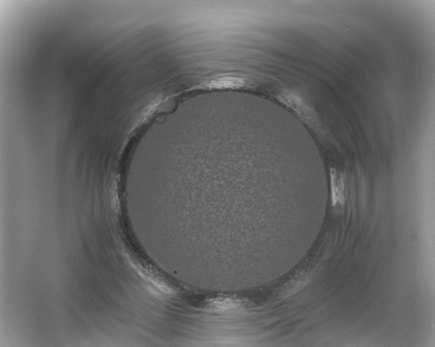 X0000066000300200603101538