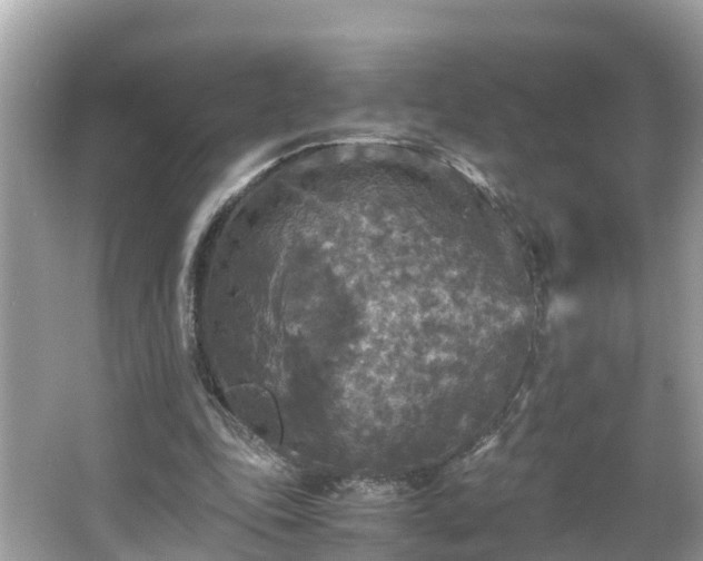 X0000066000343200603101536