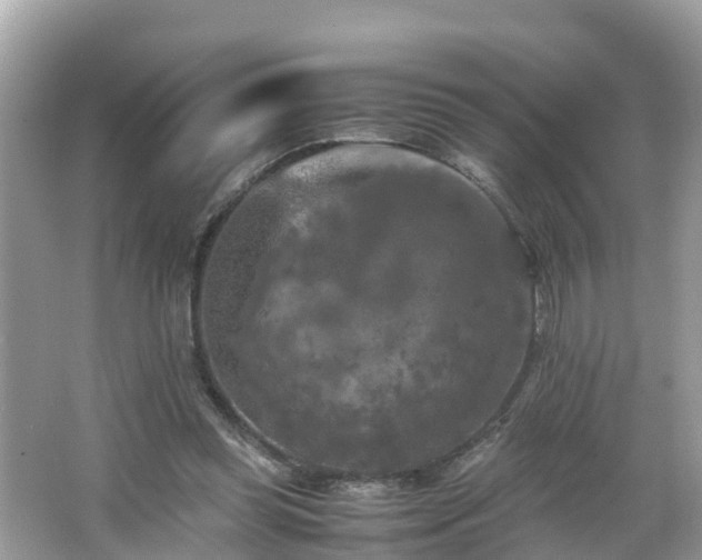 X0000066000349200603101536