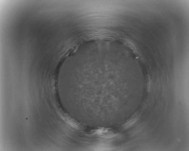 X0000066000366200603101537