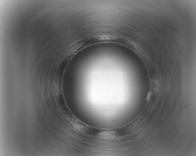 X0000066000422200603101536