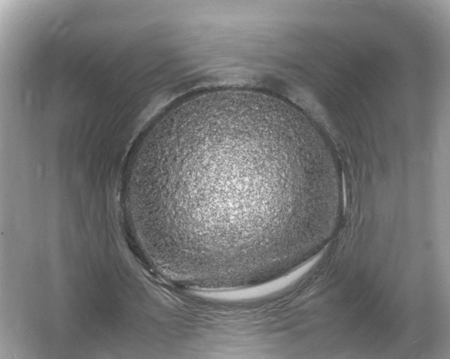 X0000066000483200603101534