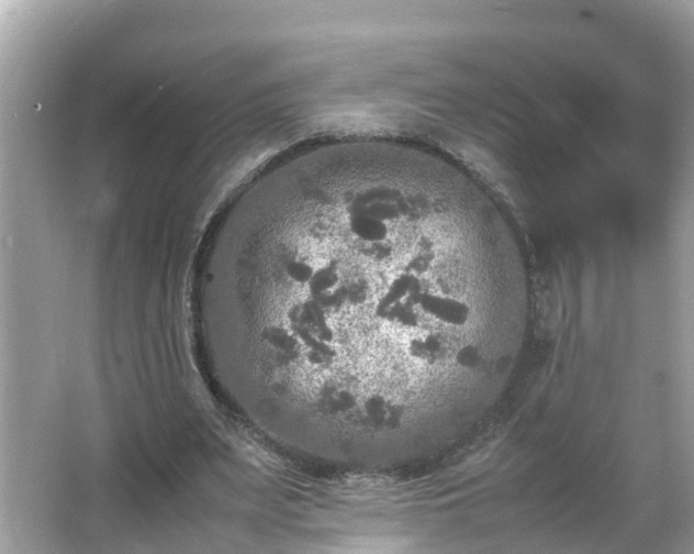 X0000066000487200603101534