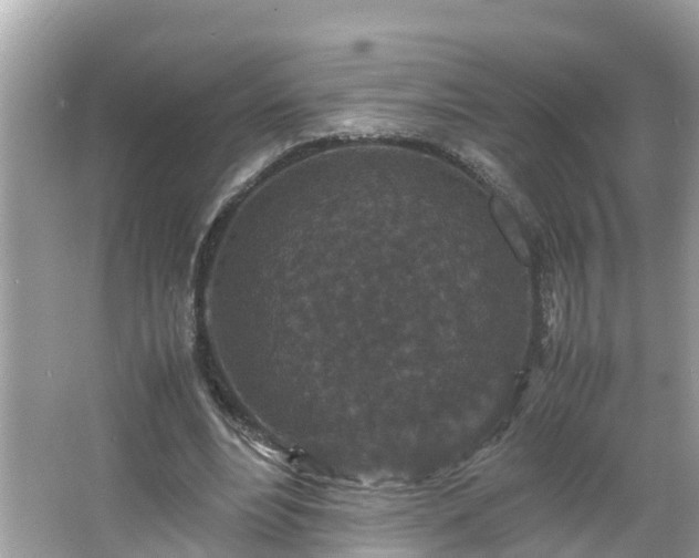 X0000066000488200603101534