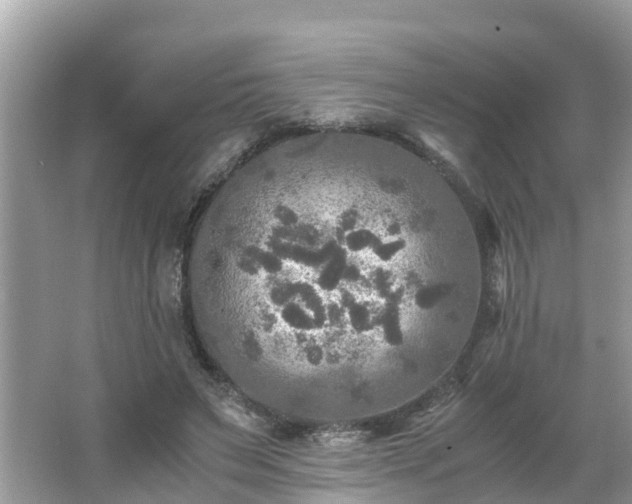 X0000066000495200603101534