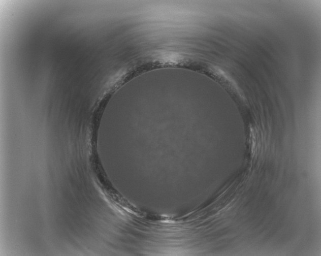 X0000066000496200603101534