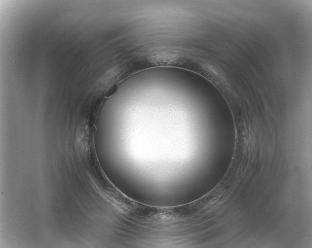 X0000066000498200603101534