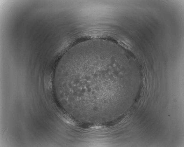 X0000066000499200603101534