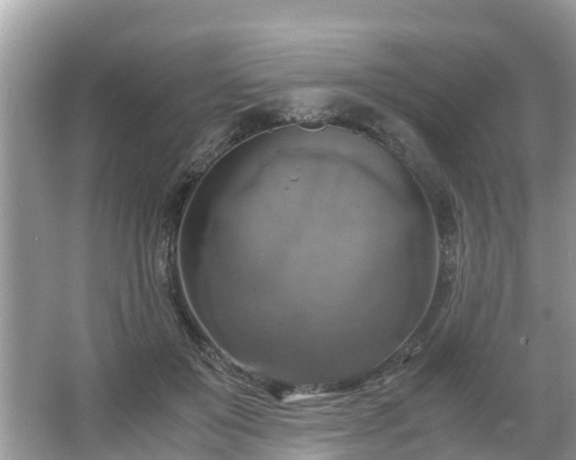 X0000066000503200603101534