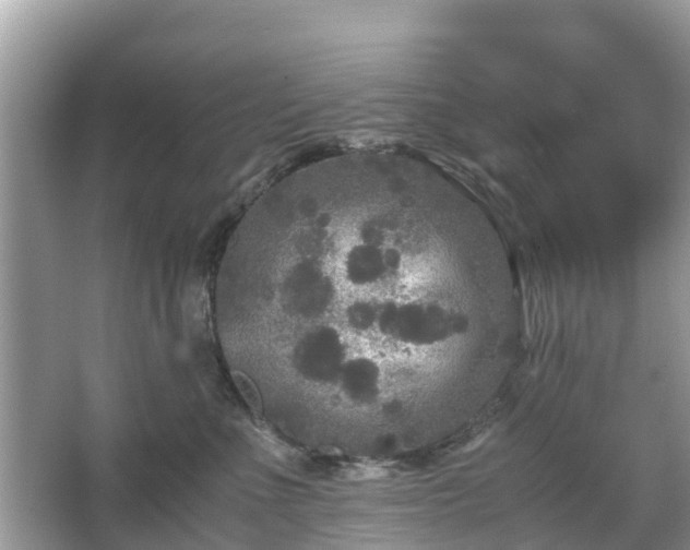 X0000066000523200603101534