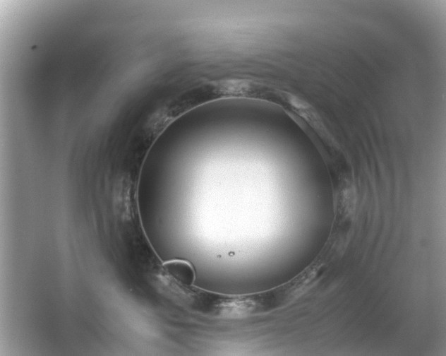 X0000066000525200603101534