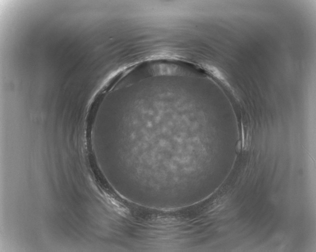 X0000066000531200603101533