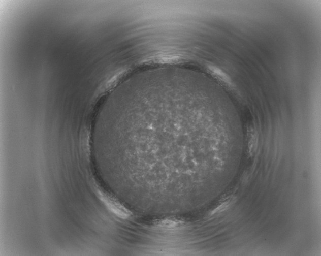 X0000066000542200603101533