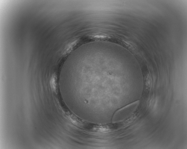 X0000066000559200603101533