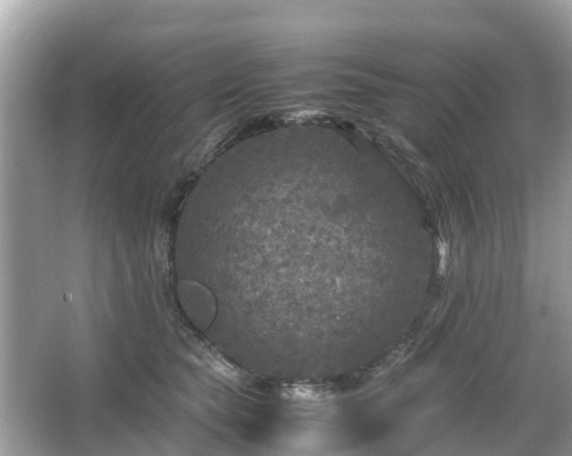 X0000066000565200603101534