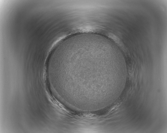 X0000066000583200603101533