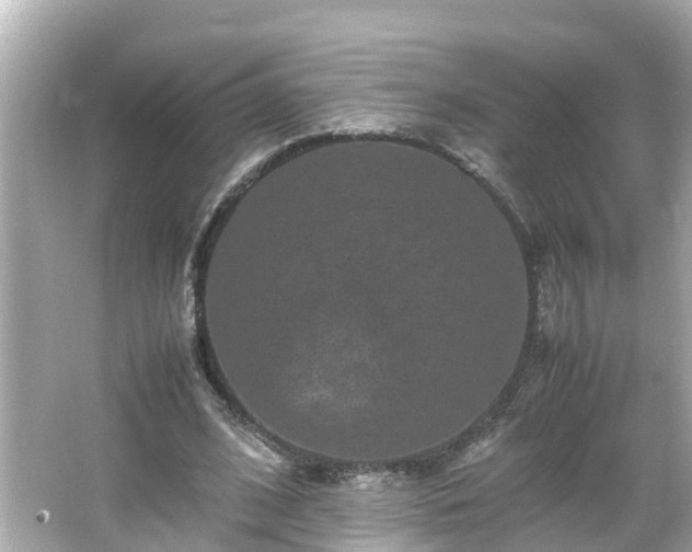 X0000066000584200603101533