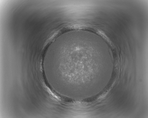 X0000066000585200603101533