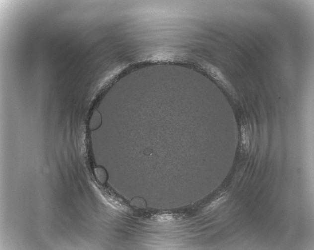 X0000066000588200603101533