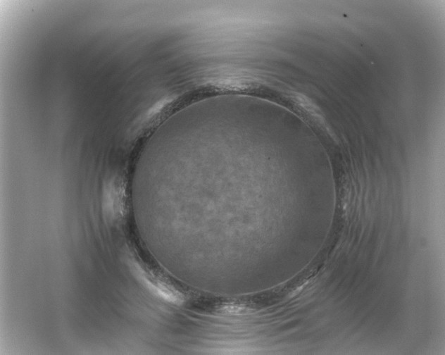 X0000066000596200603101533