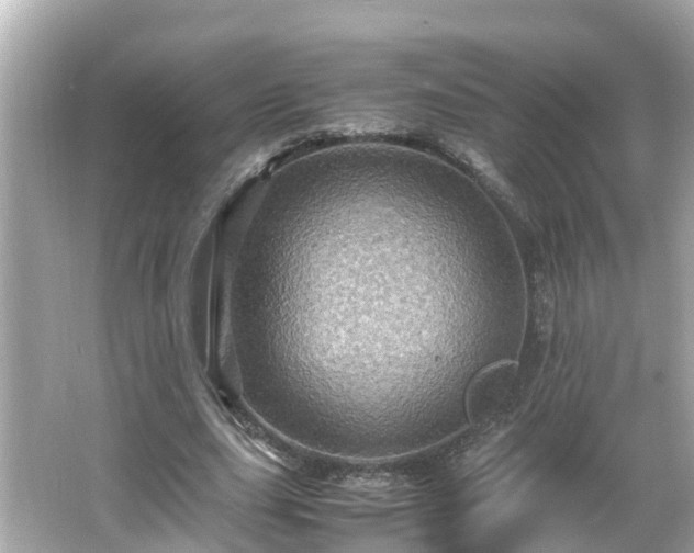 X0000066000631200603101531