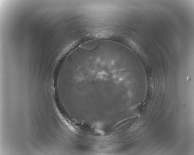 X0000066000634200603101531